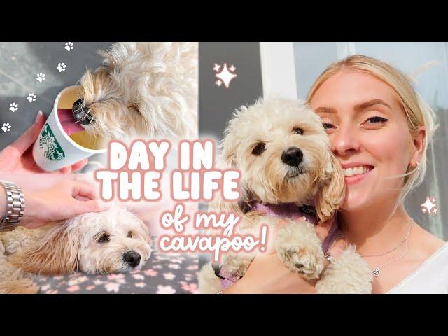 A DAY IN THE LIFE of my cavapoo!  meals, walks & our routine