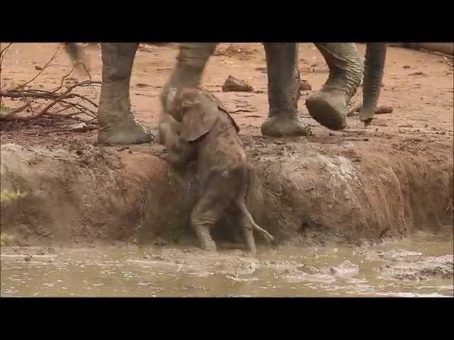 Touching video of elephants helping a calf out of a waterhole.