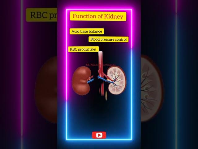 Functions of Kidney   In Animation ll  Short Videos ll