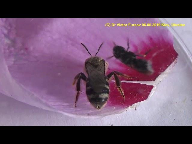 Пчелы Карлики. Осы Карлицы. Кто Это Такие? #savebees #entomology