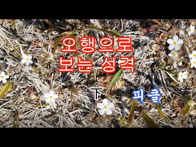 음양오행 下 오행으로 보는 성격 - 피클의 행복한 명리