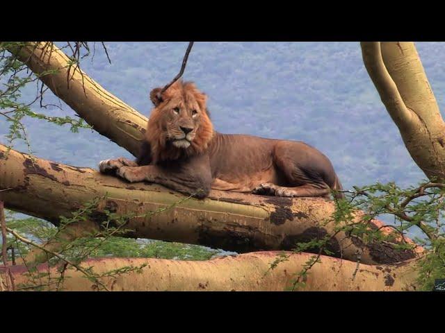 Savanna Safari | Every day is an adventure | Wildlife documentary