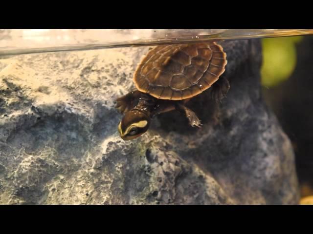 Baby Pink Belly Sideneck Turtle