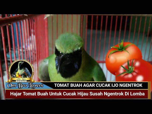 Hajar TOMAT BUAH Untuk CUCAK HIJAU  Susah NGENTROK Di Lomba