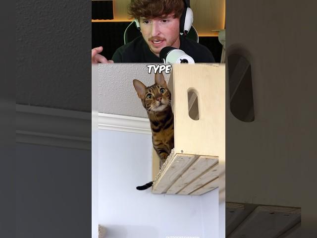 He Built A Cat Wall Playground!
