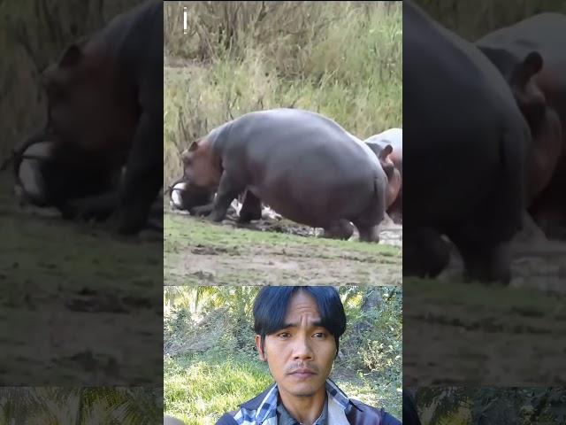 Hippo eat deer  #animals #wildlife #usatravel #usa #viralvideo #shortsvideo