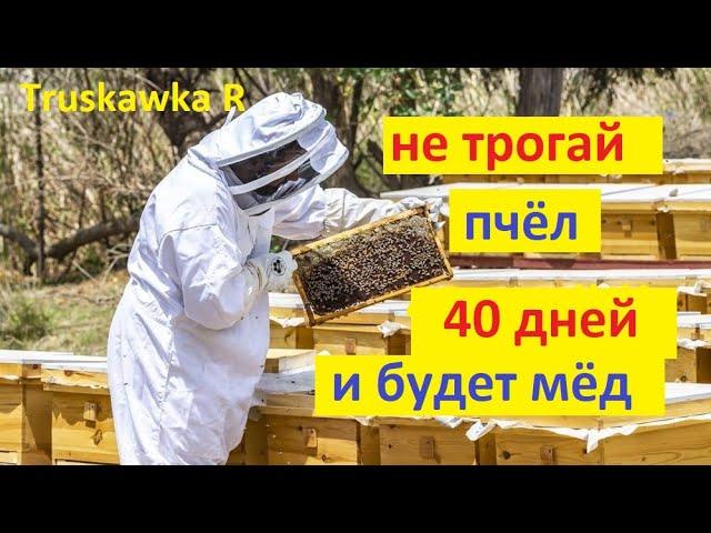 #bees. Scheme of development of bee colonies in spring from flight to swarming.  when to expand.