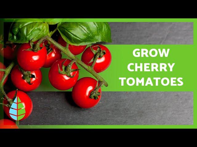 How to GROW CHERRY TOMATOES  (Garden and Indoors)