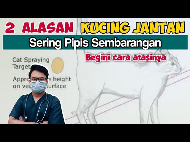 2 ALASAN KUCING JANTAN SERING KENCING SEMBARANGAN || drh Mirza Yusa || DOKTER HEWAN