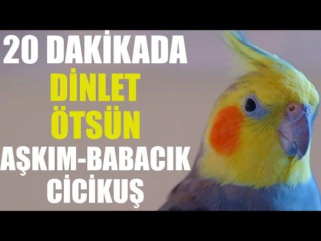 DİNLET ÖTSÜN Babacık Cicikuş Aşkım Sultan Papağanı Konuşması-Muhabbet Kuşu