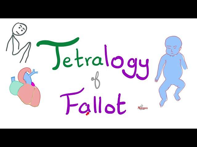 Tetralogy of Fallot (TOF) | Cyanotic Congenital Heart Disease (CHD) | Cardiology 🫀