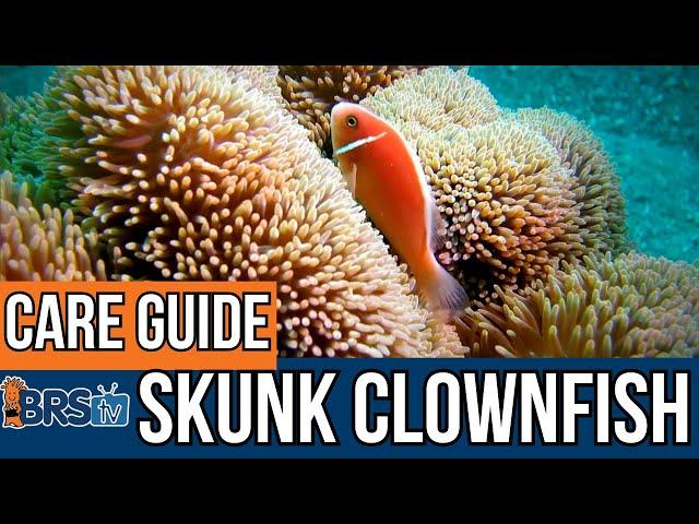 What Do Skunk Clownfish Need?