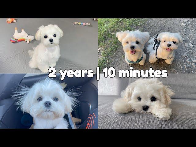 MY DOGS 2 YEARS IN 10 MINUTES ️ CUTEST MOMENTS #maltese #puppy