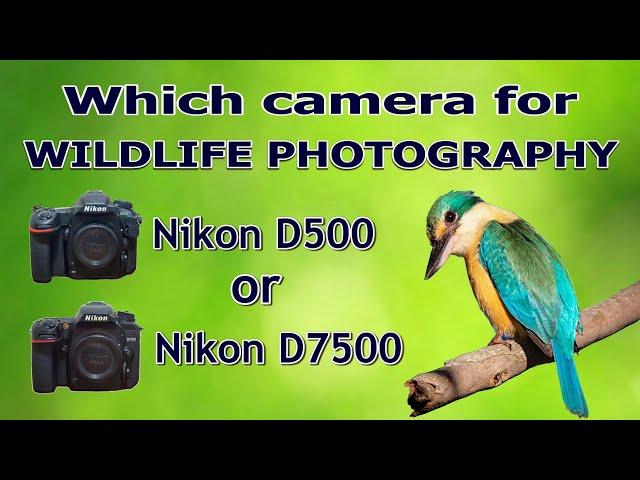 Which Camera For Wildlife Photography | Nikon D500 or Nikon D7500