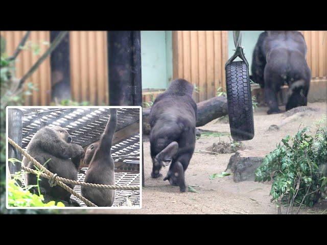 開く扉に誰よりも敏感な子ゴリラキンタロウ。今日も一番に屋内に戻る。撮影日2024.7.14【ゴリラに会える京都市動物園】