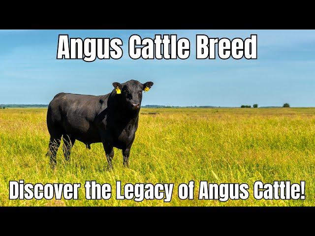 Angus Cattle Breed: Breeding, Characteristics, and Fascinating History