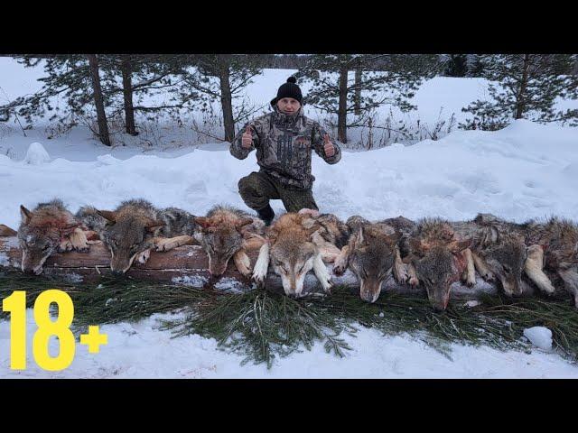 Охота на Волка с флажками. УБРАЛИ ВСЮ СТАЮ! wolf hunting.