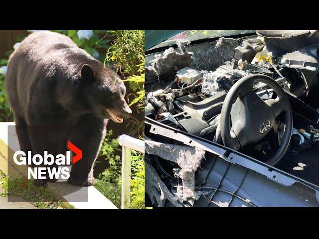 Big black bear locked in small hot car in BC, destroys Toyota's interior from escape attempt