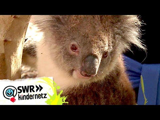 OLI's Expedition: Bei den Koalas | OLI's Wilde Welt | SWR Kindernetz