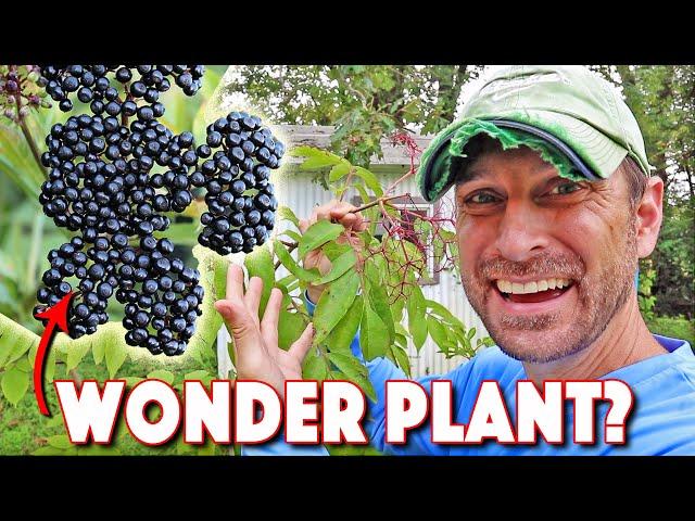 Health Benefits Of Elderberry AND How To Grow The BEST Elderberry Bushes!