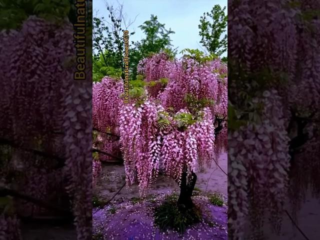 wisteria flowering tree #trending #beautiful #natural #flowers