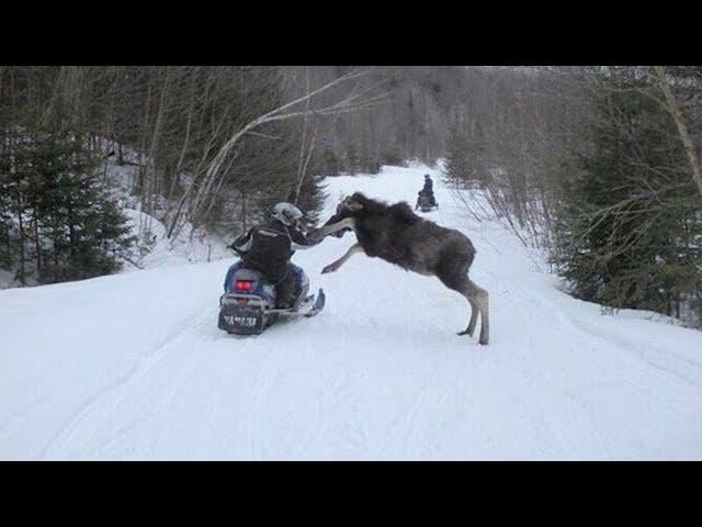 30 Interesting Wild Animal Encounters In Canada