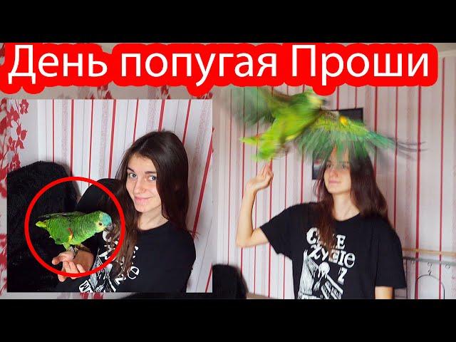 24 часа жизнь попугая по имени Проша (Амазон)