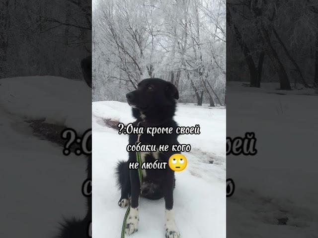 Промолчу про монтаж #собака #собачник #ялюблюсобак #dogs #сириус