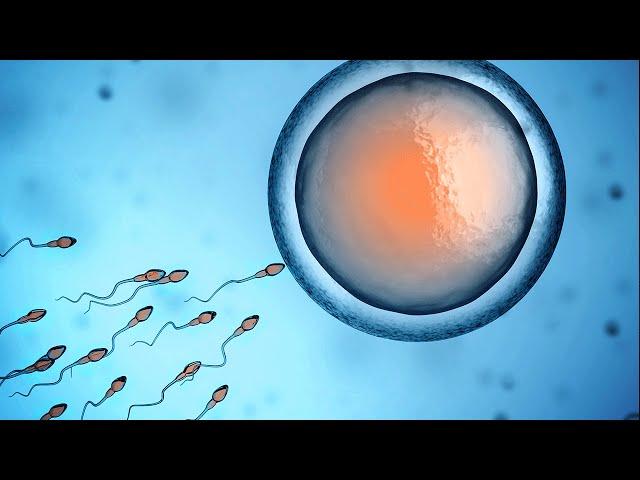 Human Physiology - Fertilization and Implantation