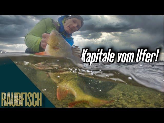 Fishing for giant perch in the winter