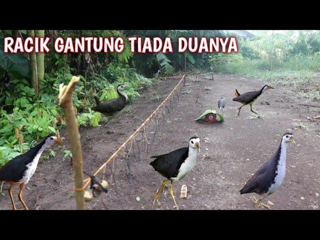 BUKTI NYATA RACIK GANTUNG MEMANG JOSS [] Memikat Burung Ruak Ruak [] Bird Trap