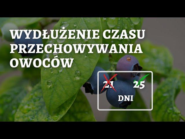 Jak zwiększyć plon i wydłużyć czas przechowywania owoców z 21 do 25 dni w borówce amerykańskiej !