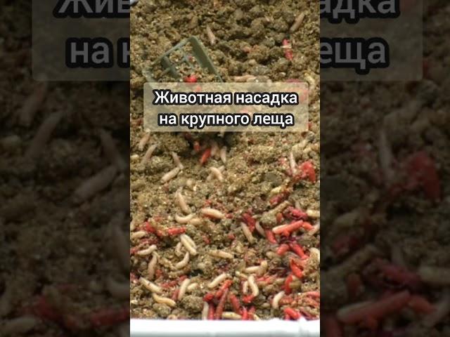 Животина на крупного леща #рыбалка #fishing