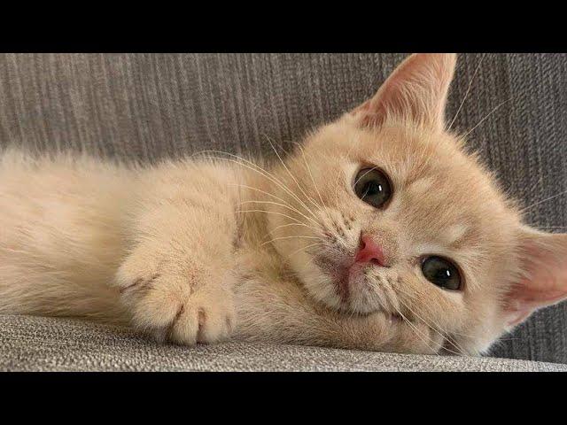  Funniest Cats and Dogs Videos  ||  Hilarious Animal Compilation №538