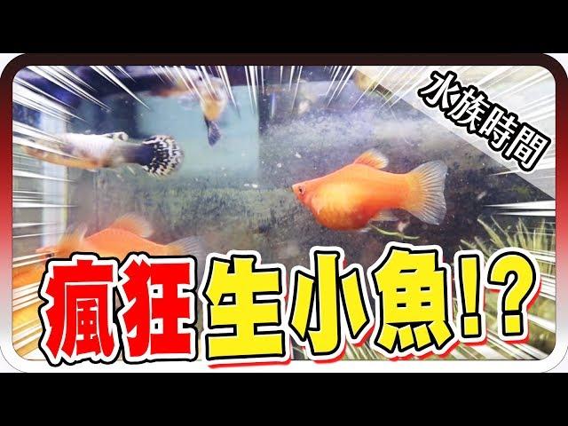 竟然懷孕了？剛養第二天就瘋狂生小魚！？｜水族時間【黑羽】