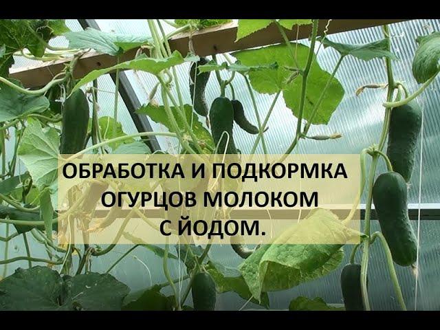 Обработка и подкормка огурцов молоком с йодом.