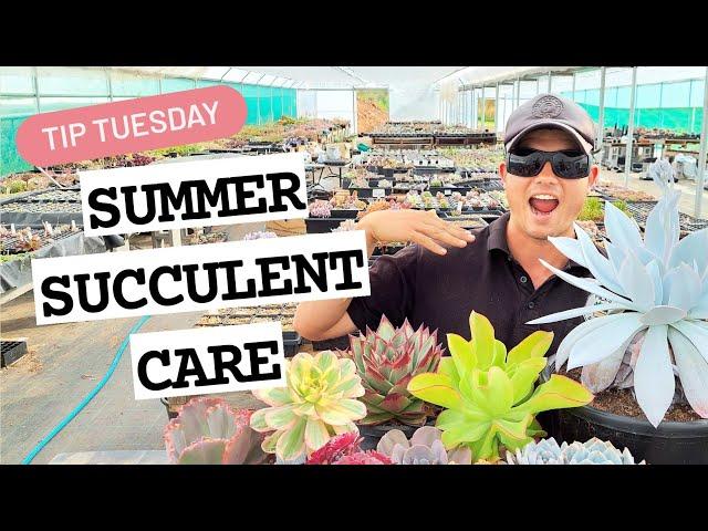 Summer Succulent Care