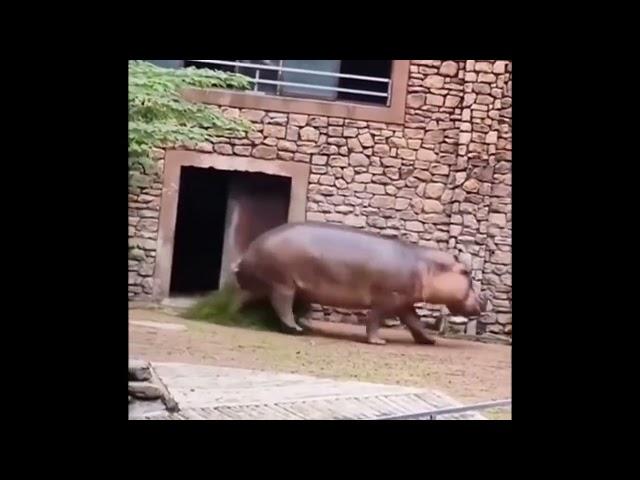 Lucky To Be Alive Hungry Hippo Almost Tried To Kill Zoo Keeper