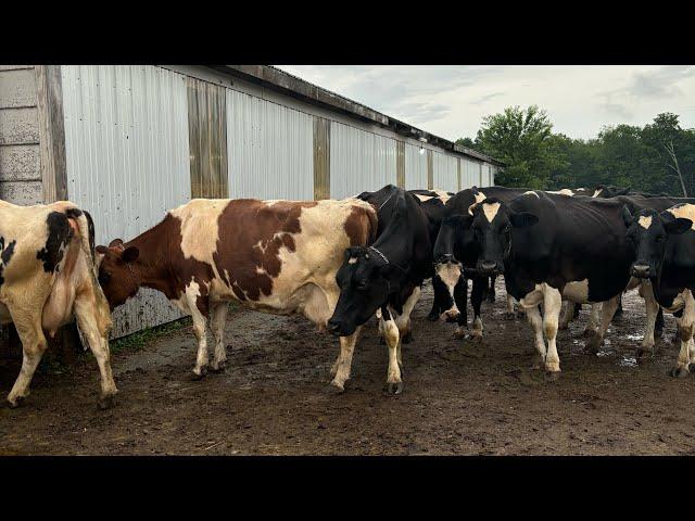A big change for our herd breeding program…