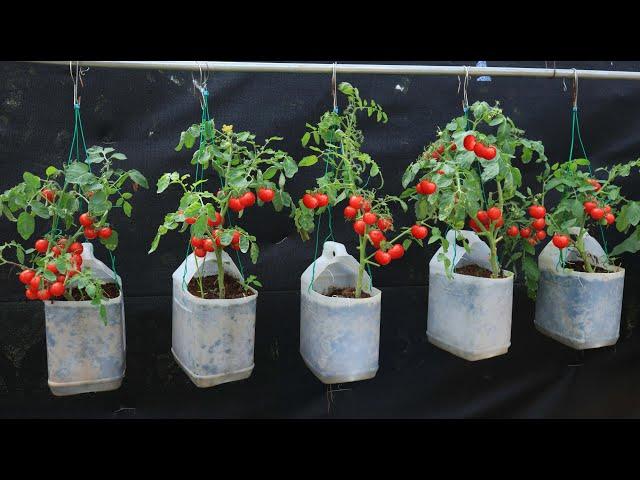 [ No garden ] Soil recipe for Growing cherry tomatoes hanging from seeds on the terrace