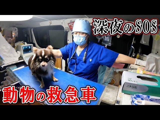 診察や治療ができる動物の救急車に密着