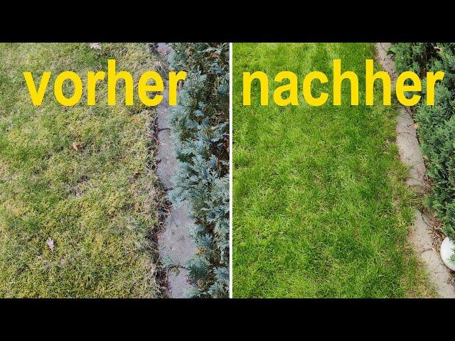 Moos im Rasen entfernen und nachsäen (Schritt für Schritt Anleitung)