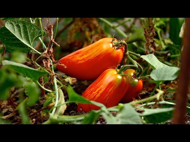 Community Gardening Tips | Everyday Health