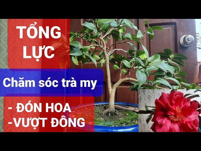 TỔNG LỰC chăm sóc trà my ĐÓN HOA và VƯỢT ĐÔNG