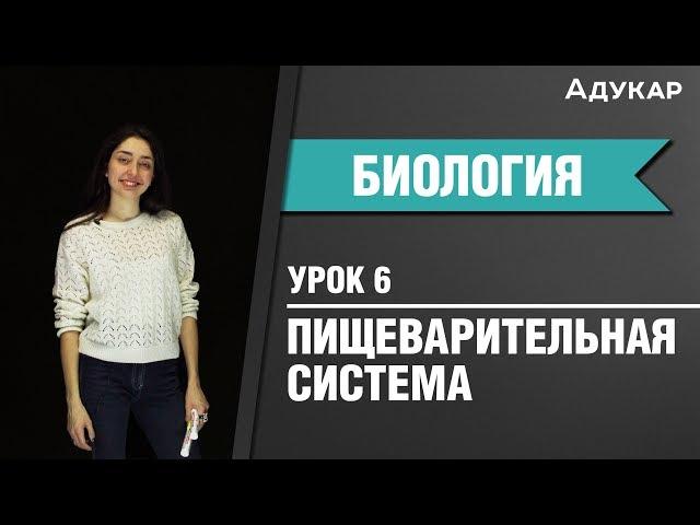 Анатомия. Пищеварительная система | Биология ЕГЭ, ЦТ