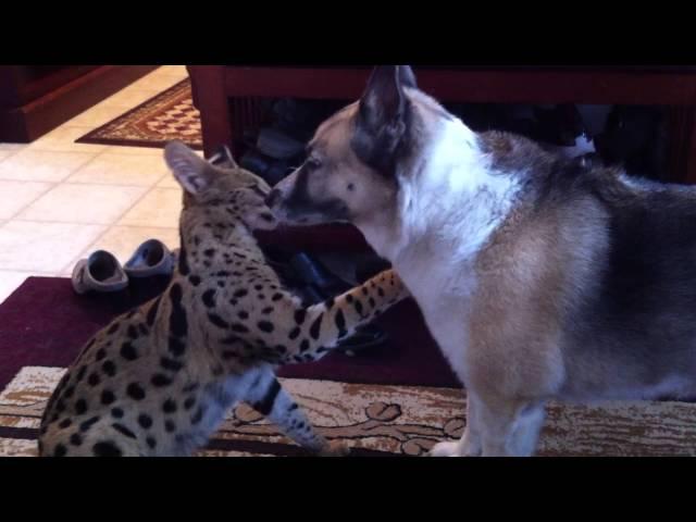 Jagger ( Serval ) playing with german shepherd - heeler cross