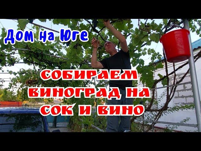 Дом на Юге. Собираем виноград на сок и вино.