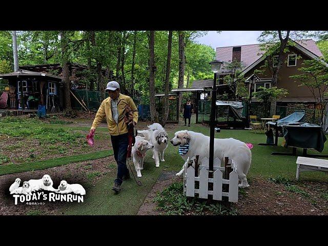 Alan, Belle and Lily are so busy that they are reluctant to leave. Great Pyrenees