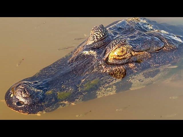 Wildlife of the Pantanal, Brazil