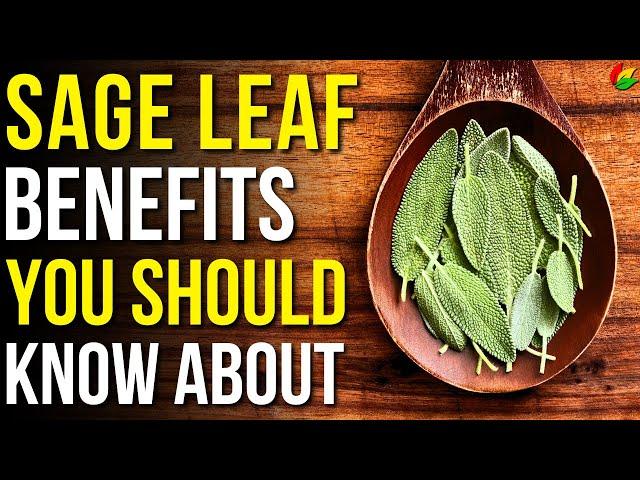 9 Benefits of Sage You Should Know | Health Benefits of Sage Leaves